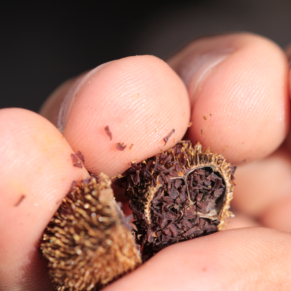Carlos holding fruits and seeds of _Vellozia tubiflora_